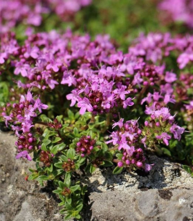 Thymus serpyllum 'Magic Carpet'